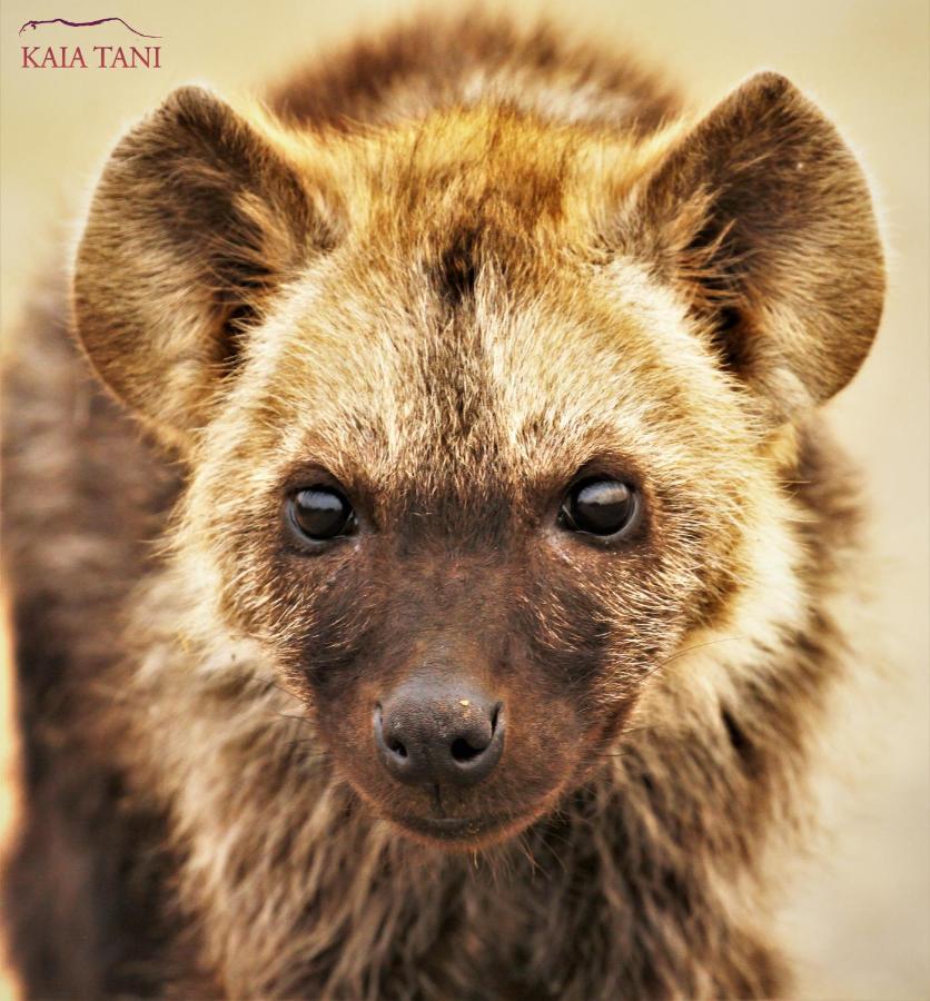 Kaia Tani Exclusive Guesthouse พาลาบอร์วา ภายนอก รูปภาพ